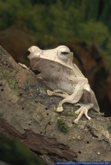 Polypedates Otilophus Alias File Eared Tree Frog Hippocampus Bildarchiv