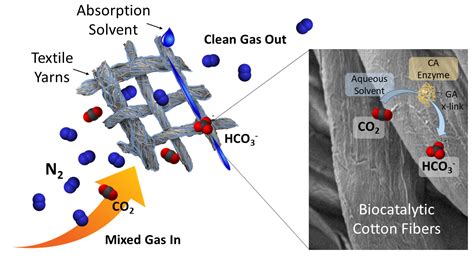 Catalysts Free Full Text Durable And Versatile Immobilized Carbonic