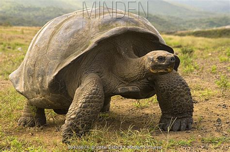 Volcan Alcedo Giant Tortoise stock photo - Minden Pictures