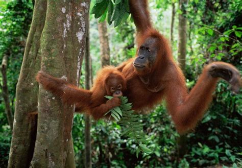 Planting A Future For Orangutans And People Wwf