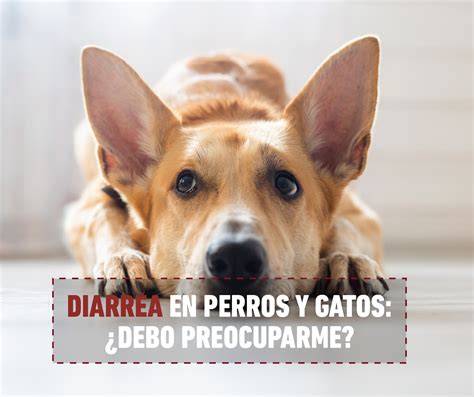 Diarrea En Perros Y Gatos ¿debo Preocuparme Por Mi Mascota 2020