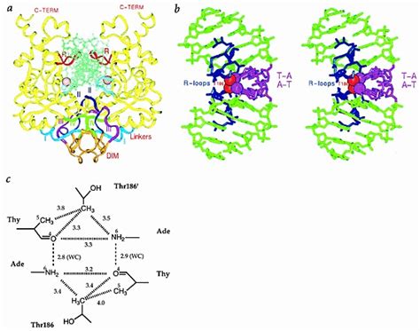 Ribbon Representation Of The Ecorv Dimer Showing The Dimerization