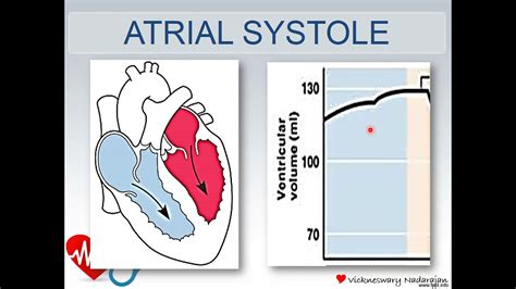 Biology Stpm Transport Heart And Cardiac Cycle Youtube