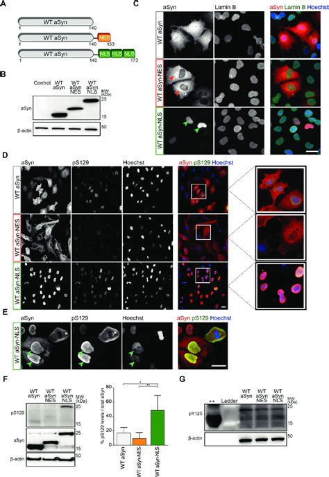 Nuclear ASyn Is Phosphorylated In S129 A Schematic Representation Of