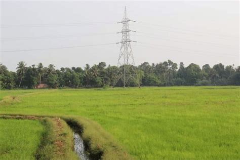 Paddy fields in Kuttanad. Source: Authors’ collection from the field ...