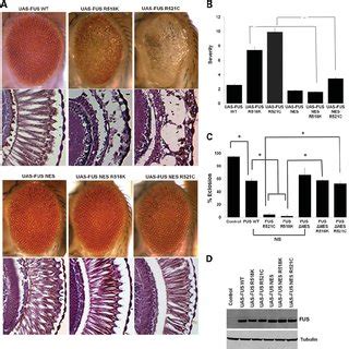 Expression Of Mutant Fus In Motor Neurons Leads To A Larval Crawling