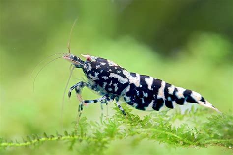 Caridina Galaxy Fishbone Black Le Vivant Histoire D Eaux