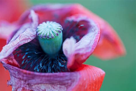 40+ Wilted Plant Poppy Single Flower Flower Stock Photos, Pictures ...