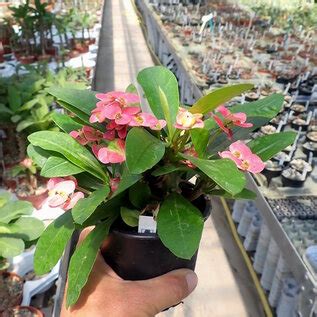 Euphorbia Hybr Pink Hot Milii Uhlig Kakteen Ber Verschiedene