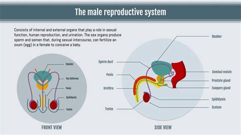 The Male Reproductive System Anatomy Infographic Template – Infografolio