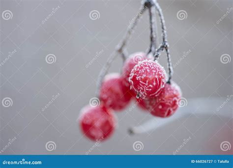 Bayas Del Viburnum En Un Arbusto Cubierto Con Hielo Imagen De Archivo