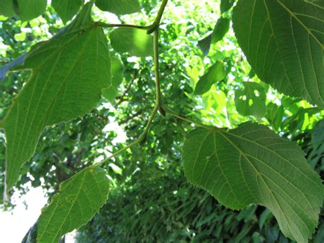 Photographie De Tilleul Petites Feuilles Tilia Cordata Tiliac Es