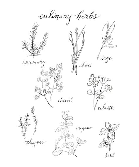 Culinary Herb Chart Kitchen Wall Decor Botanical Illustration