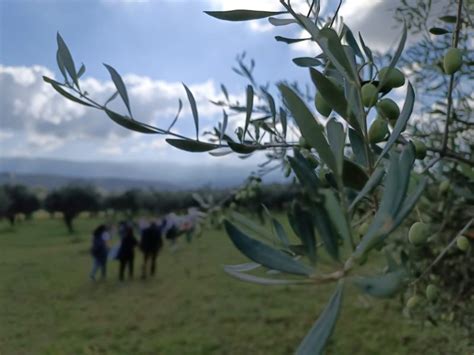 Cimin Il Ottobre La Camminata Tra Gli Olivi