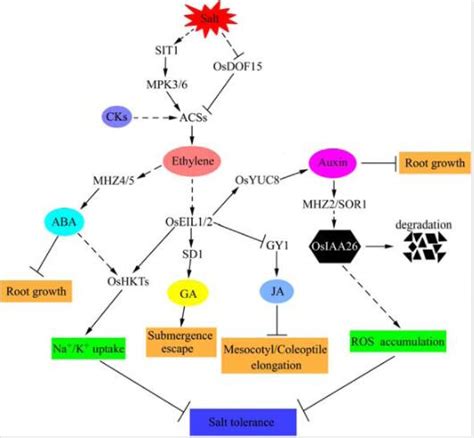 Molecular Breeding带您探索最新水稻功能基因组论文科学网