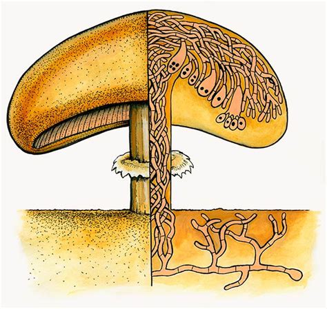 Mycelium Of Fungi