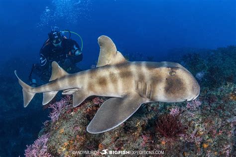 Shark diving in Japan! Dive with Japanese Sharks and Rays. | Big Fish Expeditions