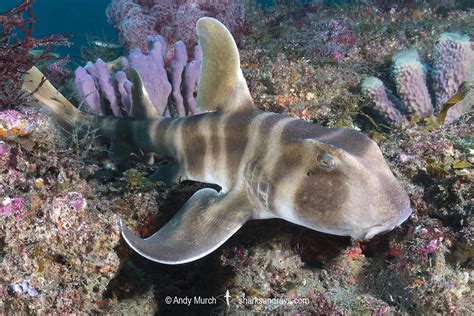 Japanese Bullhead Shark - Heterodontus japonicus