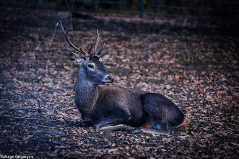 Fauna Of Armenia Wildlife Of Armenia Armenian Geographic