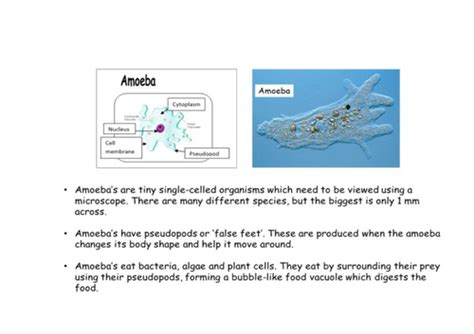 Ks3 Lesson On Unicellular Organisms Teaching Resources