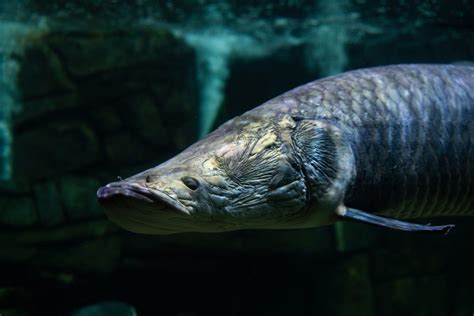 Arapaima - The Living Planet Aquarium