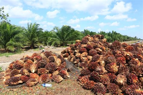 Globalplanetnews Harga Tandan Buah Segar Sawit Sumsel Periode Ii