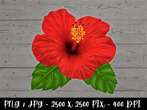 Red Hibiscus Flower Digital Printable Hibiscus Flower Clipart Red