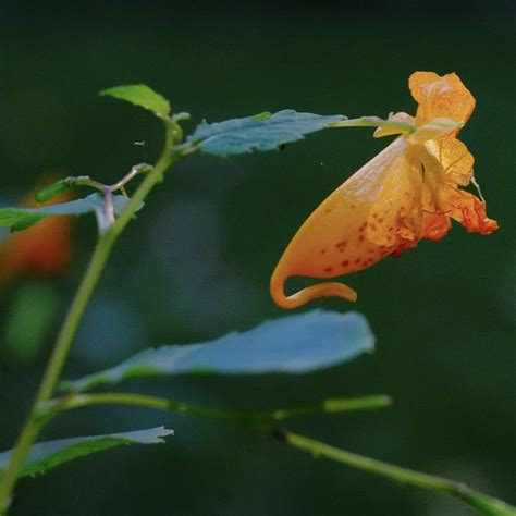 Foliage (Jewel weed with a surprise in the back) [X-E1, XF 55-200, MCEX ...