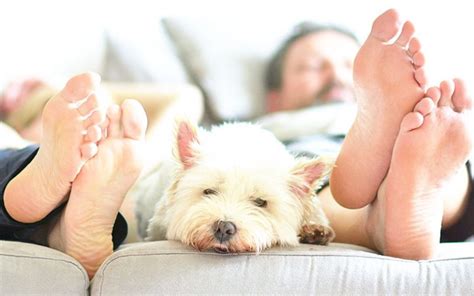 How to Get Rid of Dog Smell in Your Home? - DogToysNerd