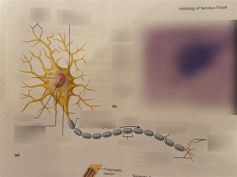 Neuron Diagram Diagram Quizlet