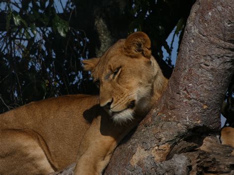 Queen Elizabeth National Park Uganda - when is best time to visit?