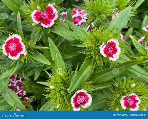 Top View Closeup Of Isolated Beautiful White Purple Flowers Dianthus