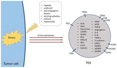 Cancers Free Full Text Potential Roles Of Tumor Cell And Stroma