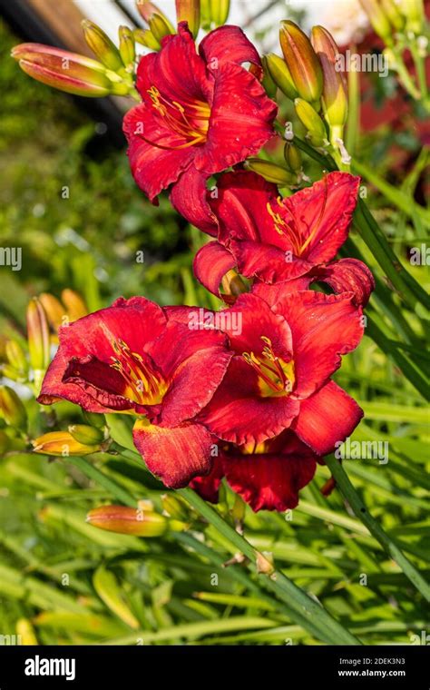 Chicago Apache Daylily Daglilja Hemerocallis Stock Photo Alamy