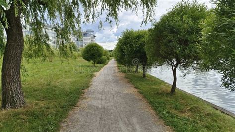 Grass And Trees Grow Along The Bank Of The Canal Willow Branches Lean