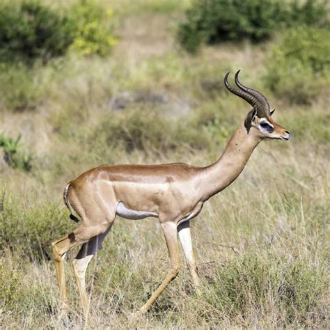 10 Fun Facts About Gerenuk - Factopolis