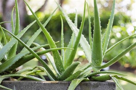 Алоэ (Aloe) суккулент купить в СПб в интернет – магазине