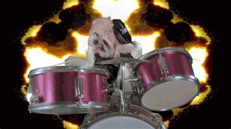 Dog Drumming GIFs - Get the best GIF on GIPHY