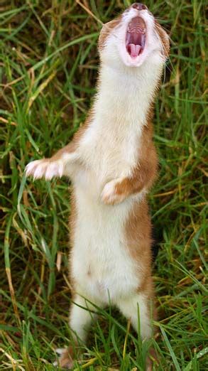 Stoat - Short-Tailed Weasel | Animal Pictures and Facts | FactZoo.com