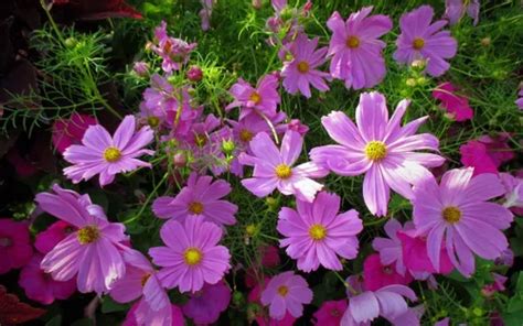 150 Sementes Flor Cosmea Sortida Flor Cosmos R 18 em Mairinque São