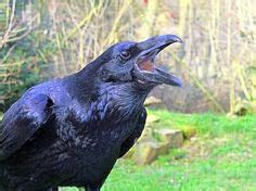 61 Ravens and cousin Crows ideas | crow, raven, black bird