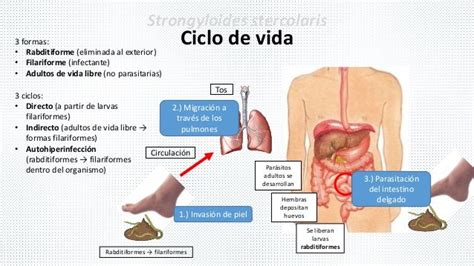 Strongyloides Stercolaris