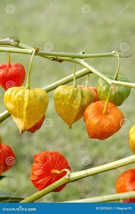 Suszki obraz stock. Obraz złożonej z yellow, suszka, kwiaty - 3322651