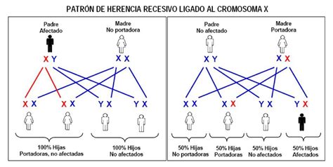 Introducción A La Genética Herencia Y Leyes De Mendel