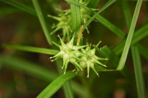 Each Little World A Carex For Every Garden