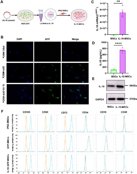 Figure From Mesenchymal Stem Cells Overexpressing Interleukin