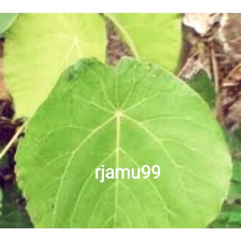 Jual Daun Waru Segar 100g Shopee Indonesia