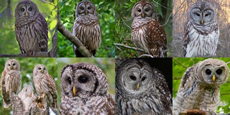 Barred Owl (Strix varia) - Information, Pictures, Sounds - The Owl Pages