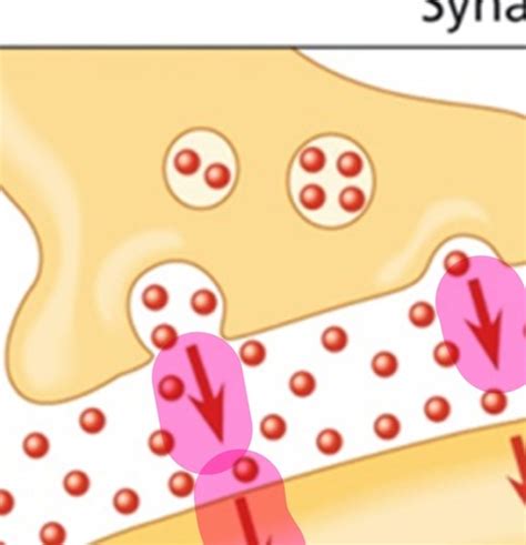 Neuron Ruhepotential Aktionspotential Synapse Biologie Passerelle