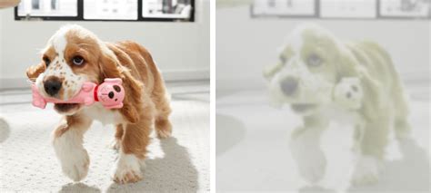 Can Dogs See Color? Here’s What Veterinarians Say | BeChewy